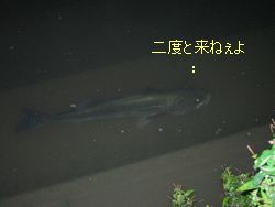 ビックリ70up！埼玉 超淡水 リバーシーバス調査日記
