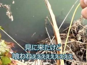 ��2�o���V�̌����ł���