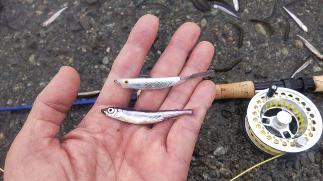 �\�w���J�T�M�p�^�[����50up