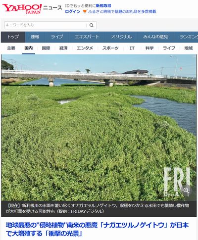 �����n�ŔɐB���A�j���[�X�ɂ��Ȃ����i�K�G�c���m�Q�C�g�E